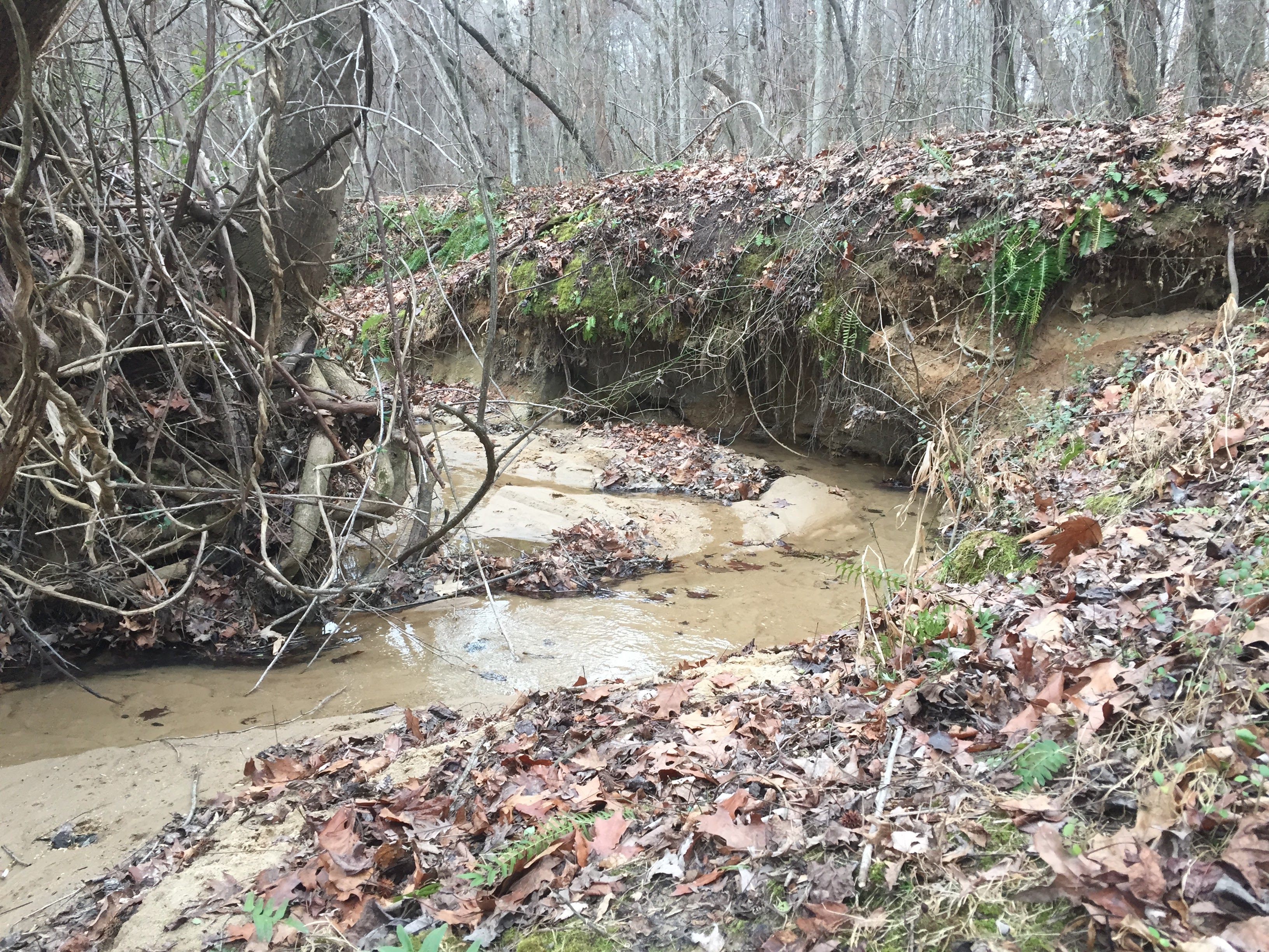 Decorative Header Image