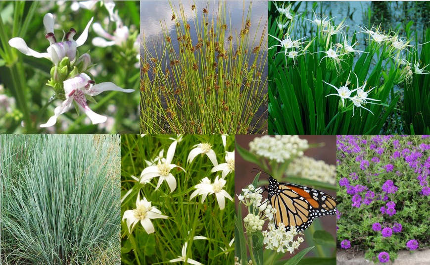 Decorative Header Image